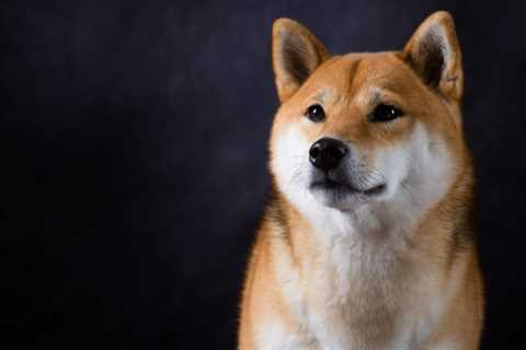 Boom for shiba inu dog breed arrives in China