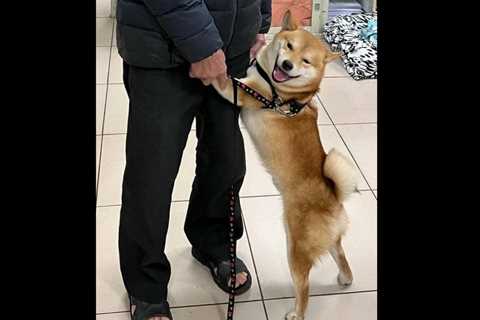 Runaway Shiba Inu shown ‘grinning’ when reunited with owner in northern Taiwan | Taiwan ..