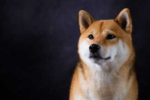 Shiba Inu Team Warned of Misleading SHIB Addresses on CoinMarketCap