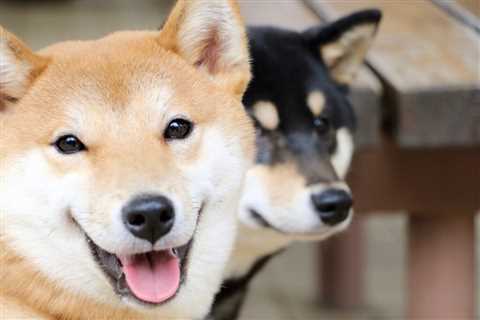 Shiba Inu vs. Dogecoin: Which Is the Better Buy in 2022?