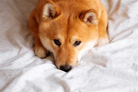 Shiba Inu Is Bouncing Back. Should You Invest? - Shiba Inu Market News