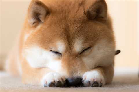 Shiba Inu Has Soared by 57%, but Is It a Buy? - Shiba Inu Market News