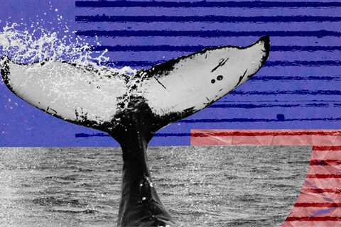 Whales Are Back For Shiba Inu (SHIB) — DailyCoin - Shiba Inu Market News