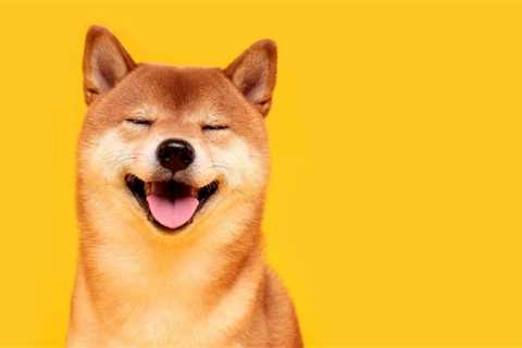 The Shiba Inu Bubble Is Certainly Not Reinflating - Shiba Inu Market News