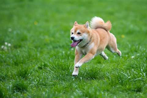 Is This Shiba Inu's Ticket to Enormous Gains? - Shiba Inu Market News