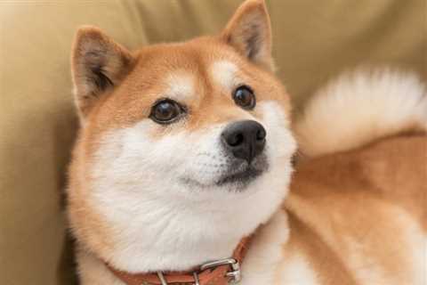 Can Shiba Inu Hit $0.01 in 2 Years (or Less)? - Shiba Inu Market News