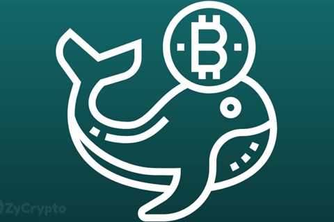 Bitcoin Whales Are Filling Their Bags Despite Warnings BTC Price Could Nosedive To $20,000