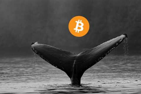 Largest Bitcoin whale buys 2554 BTC; Are investors following suit?