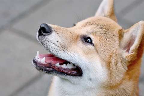 Shiba Inu price gaining momentum after huge US exchange listing - Shiba Inu Market News