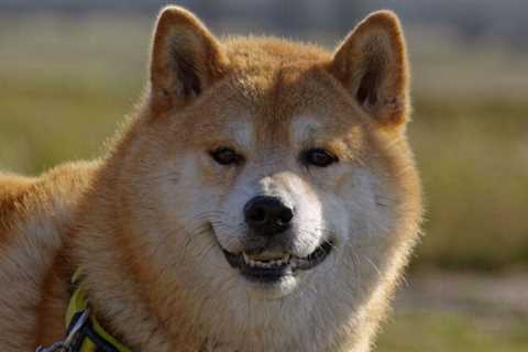 Shiba Inu [SHIB]: Why investors are active now with this BONE to pick