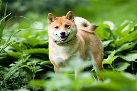 Does This Crypto Rally Have Legs? Dogecoin, Shiba Inu, Cardano All Rocket Higher Today - Shiba Inu..