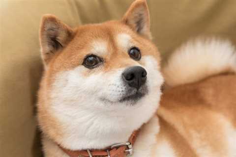 Why Investing in Dogecoin Suddenly Got a Lot More Interesting