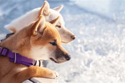 Where Shiba Inu could head next after impressive five-day feat - Shiba Inu Market News