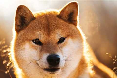 BONE spikes 87% due to Shibarium Launch - Shiba Inu Market News