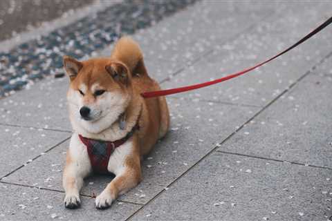 Could Shiba Inu Become Bigger Than Dogecoin? - Shiba Inu Market News