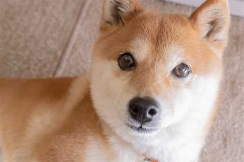 Could This New Dog-Themed Solana Meme Coin Really Be the Next Shiba Inu? - Shiba Inu Market News